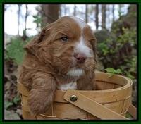 Chloe Harbins pups 4 wks old 91