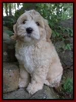 Citron family: Cooper 8 week weight: 8 lb 7 oz