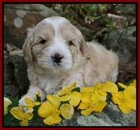 Chloe Harbins pups 4 wks old 51