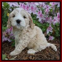 Chloe Harbins pups 6 wks old 51