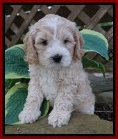 Chloe Harbins pups 6 wks old 61