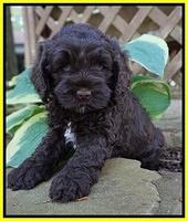 Chloe Harbins pups 6 wks old 111