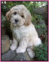 Dumler family:  8 week weight: 9 lb 6 oz