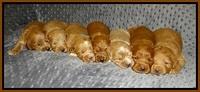 Prim Benz pups 2 wks old151