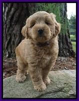 Cookie Benz pups 7 wks old 51