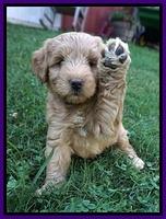 Prim Benz pups 6 weeks old 71
