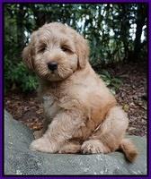 Prim Benz pups 8 wks old 3248