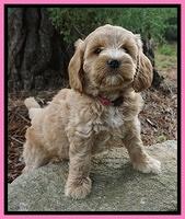 Cookie Benz pups 7 wks old 11