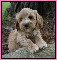 Cookie Benz pups 7 wks old 21