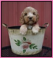 Prim Benz pups 5 wks old 21