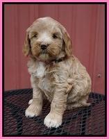 Prim Benz pups 5 wks old 31