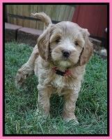 Prim Benz pups 6 weeks old 11