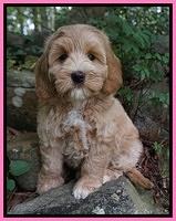 Prim Benz pups 8 wks old 4102