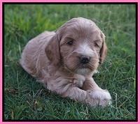 Prim and benz pups 4 wks old 21