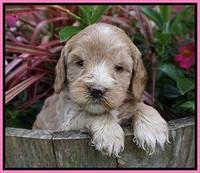 Prim and benz pups 4 wks old 31