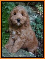 Individual puppy photos