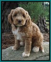 Cookie Benz pups 7 wks old 101