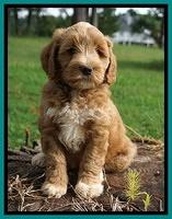 Cookie Benz pups 7 wks old 81