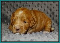 Prim Benz pups 2 wks old51