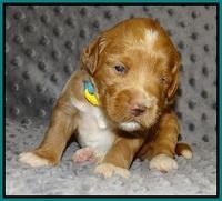 Prim Benz pups 2 wks old61