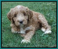 Prim Benz pups 6 weeks old 121