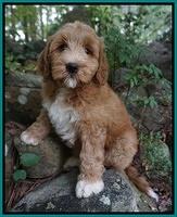 Prim Benz pups 8 wks old 54000