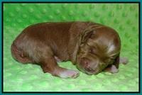 Prim and Benz pups 1 wk old71