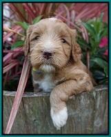 Prim and benz pups 4 wks old 101