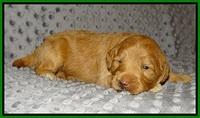 Prim Benz pups 2 wks old81