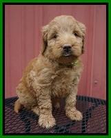 Prim Benz pups 5 wks old 151