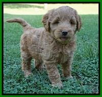Prim Benz pups 6 weeks old 151