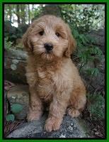 Prim Benz pups 8 wks old 14000