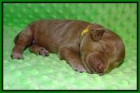 Prim and Benz pups 1 wk old61