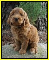 Cookie Benz pups 7 wks old 151