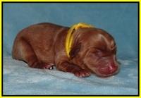 Prim Benz Newborn pics 101