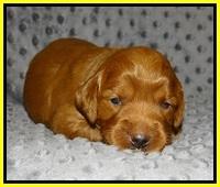 Prim Benz pups 2 wks old101