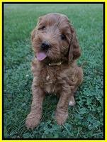 Prim Benz pups 6 weeks old 191