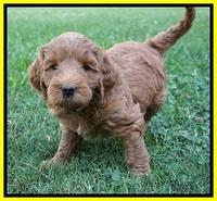 Prim Benz pups 6 weeks old 201