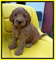 Prim Benz pups 6 weeks old 211