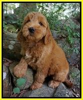 Prim Benz pups 8 wks old 1102