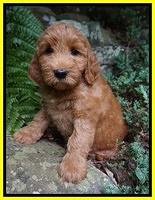 Prim Benz pups 8 wks old 3102