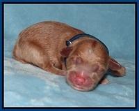 Prim Benz Newborn pics 131