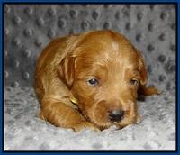 Prim Benz pups 2 wks old121