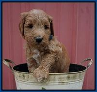 Prim Benz pups 5 wks old 211