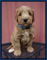 Prim Benz pups 5 wks old 231