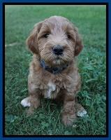 Prim Benz pups 6 weeks old 221