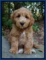 Prim Benz pups 8 wks old 101