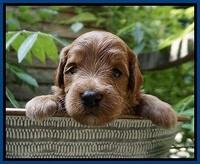 Prim and benz pups 3 wks old 191