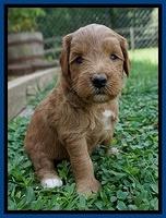 Prim and benz pups 4 wks old 121