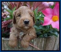 Prim and benz pups 4 wks old 231